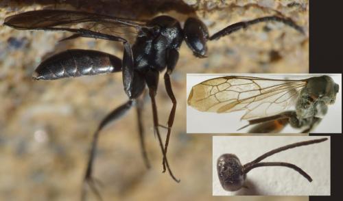 Réf. 273 330 : Agenioideus nubecula